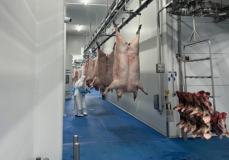 El matadero de ibérico de Zafra alcanzará en verano los mil sacrificios al día
